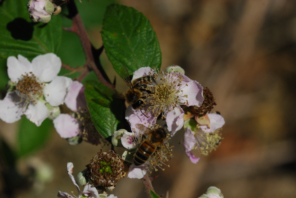 macro_005 .jpg